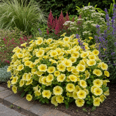 1 Large Plant - Petunia Rimarkable Hello Yellow, Outdoor Garden Ready, 2L Pot