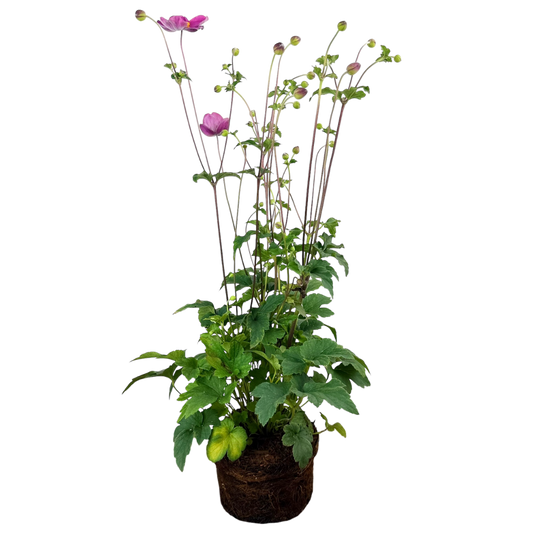 Anemone Fantasy Jasmine