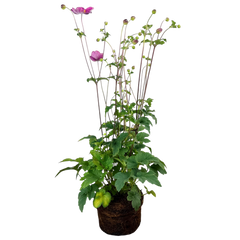 Anemone Fantasy Jasmine