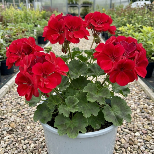1 Geranium Calliope M Scarlet Red Plant, Large Flowering Summer Garden Ready, 5 Litre Root-Ball