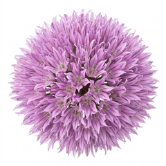 Fresh Chive Herb Plants, Hardy Perennial Live Herbs for Kitchen Garden, 1 Litre Root Ball