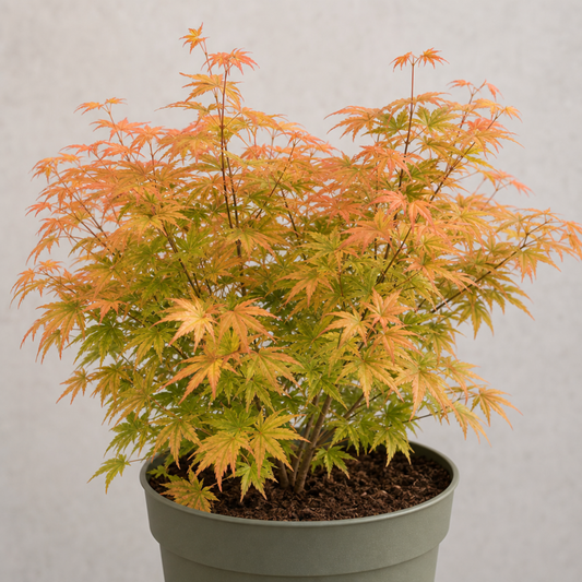 3L Orange Leaf Acer Tree, Nursery Pot, Patio Garden Pots