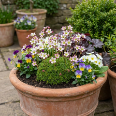 Saxifrage Ice Colours Appleblossom Plants, Hardy Alpine Rock Garden Perennial, Outdoor Garden Ready, 1 Litre Root-Ball