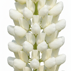 1 Lupin Legendary White Shades Perennial Plant, Outdoor Garden Ready, 3 Litre Root Ball