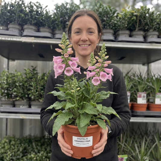 1 Digitalis Hanabee Pink Foxglove, Compact Bee Friendly Perennial Plant, Garden Ready, 3 Litre Root Ball