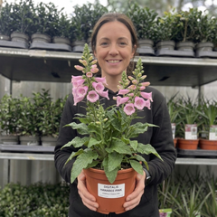 1 Digitalis Hanabee Pink Foxglove, Compact Bee Friendly Perennial Plant, Garden Ready, 3 Litre Root Ball