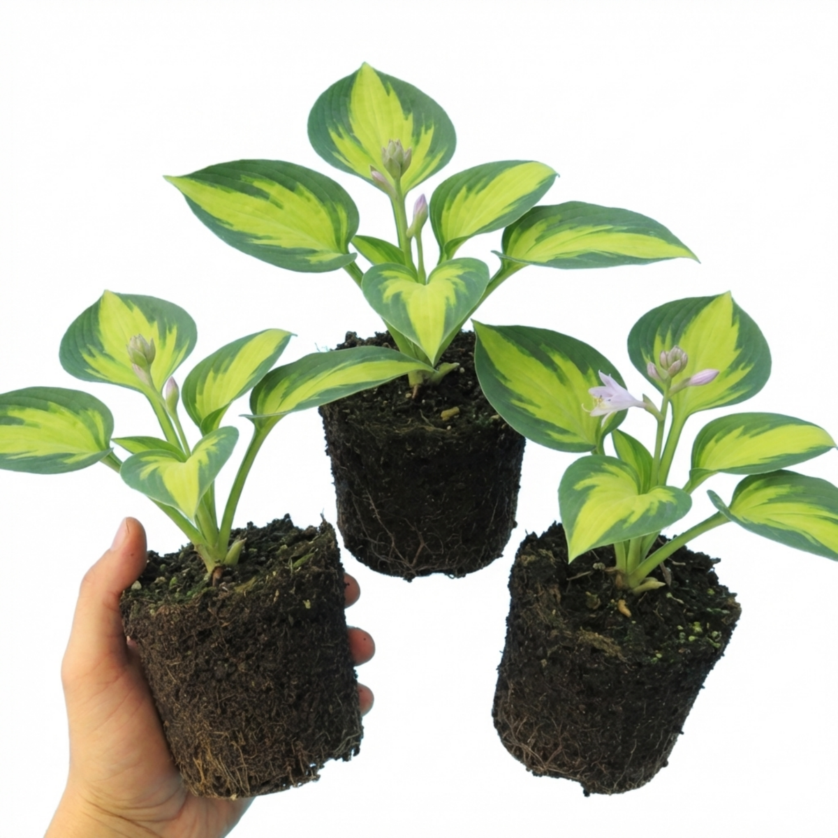 Paul's Glory Plantain Lily, Ready to Plant in Your Garden