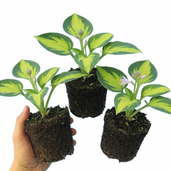 Paul's Glory Plantain Lily, Ready to Plant in Your Garden
