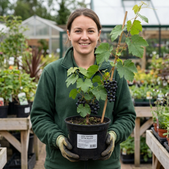 Grape Vitis Attiki Black Grapevine Plant, Hardy Outdoor Garden Ready, 3 Litre Root Ball