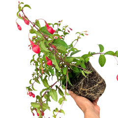 Fuchsia Snowcap | 2L Pot