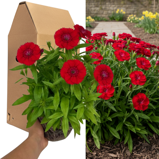 1 Spring–Summer Dianthus Flowering Plants – Dart Scarlet (Garden Pink). Outdoor Garden Ready Plants for Pots, Borders & Containers. Hardy, Compact & Easy to Grow. Supplied Fresh as a Large 2L Pot