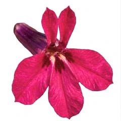 Lobelia Starship Deep Rose Upright Hardy Perennial Plants, Summer Garden Ready, 1 Litre Root Ball