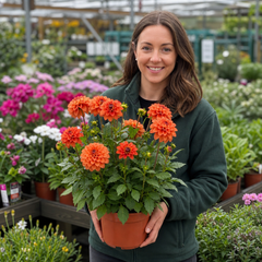 1 Large Plant - Dahlia Dahlegria Orange, Ready to Plant in Your Garden, 3L Pot