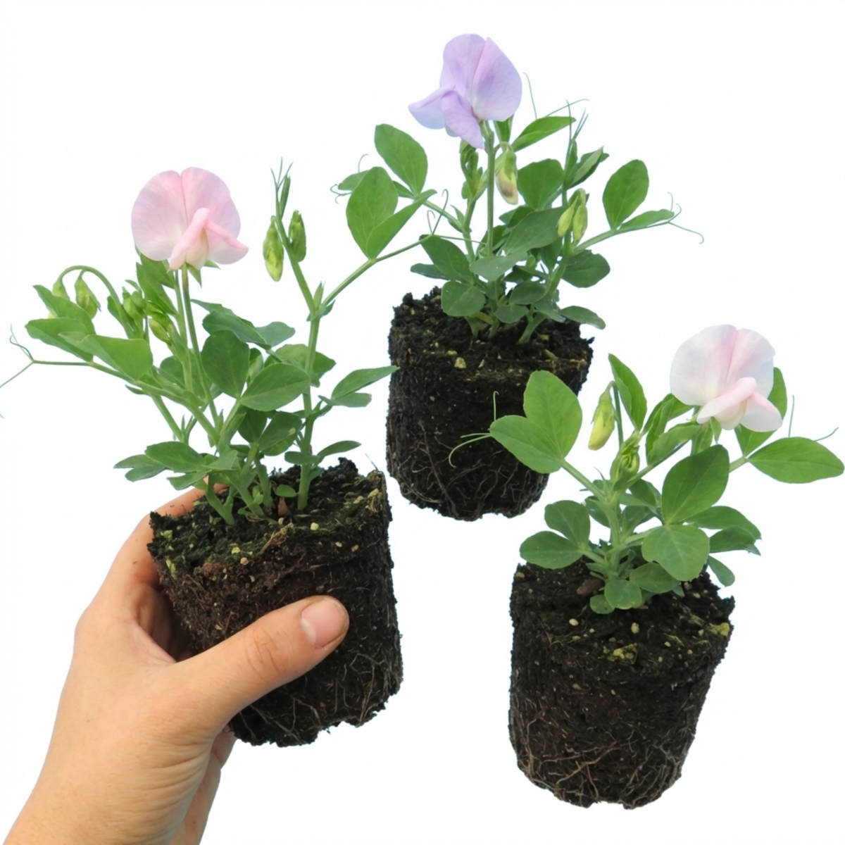 Sweet Pea Growers Colour Mix, 10.5 cm