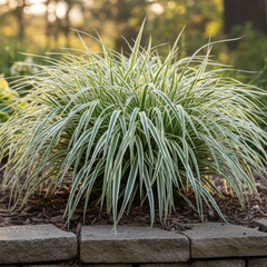 1 Large Plant - Carex Feather Falls, Ready to Plant in Your Garden, 5L Pot