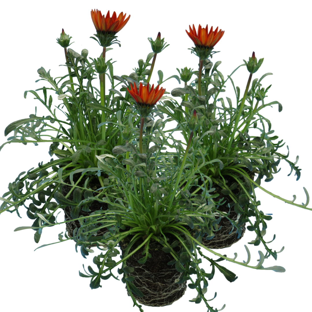 Gazania Kiss Red | 3 or 6 1L Pots