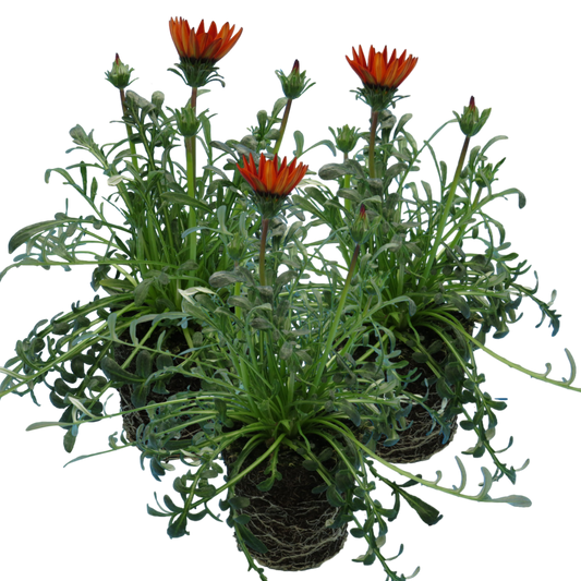 Gazania Kiss Red | 3 or 6 1L Pots
