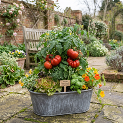 Set of 3 or 6 Large Plants - Tomato Bush Steak (Megabyte), Ready to Plant in Your Garden