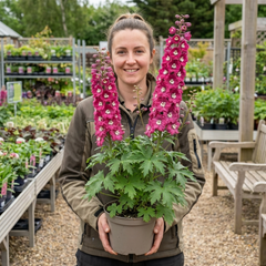 1 Delphinium Magic Fountains Deep Rose White Bee Plant, Hardy Garden Perennial, 2L Root Ball