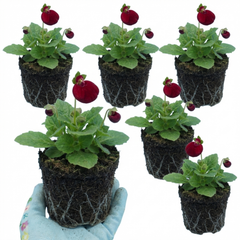 Calceolaria Calynopsis ‘Ruby’, Ready to Plant