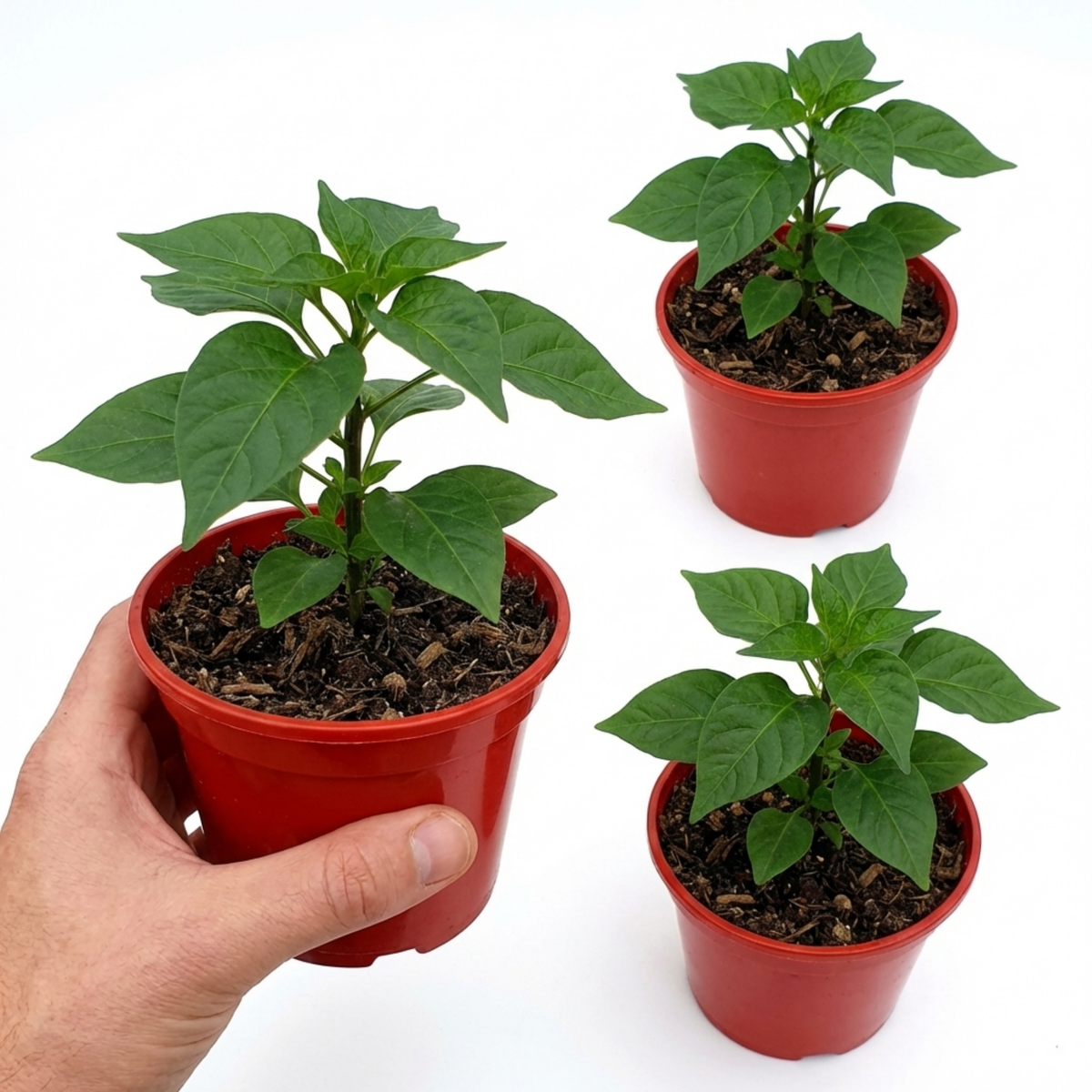 Chilli Pepper Plants - Habanero Chocolate, Ready to Plant in Your Garden