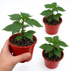 Chilli Pepper Plants - Habanero Chocolate, Ready to Plant in Your Garden