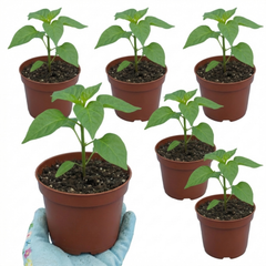 Chilli Pepper Plants - Scotch Bonnet, Ready to Plant in Your Garden