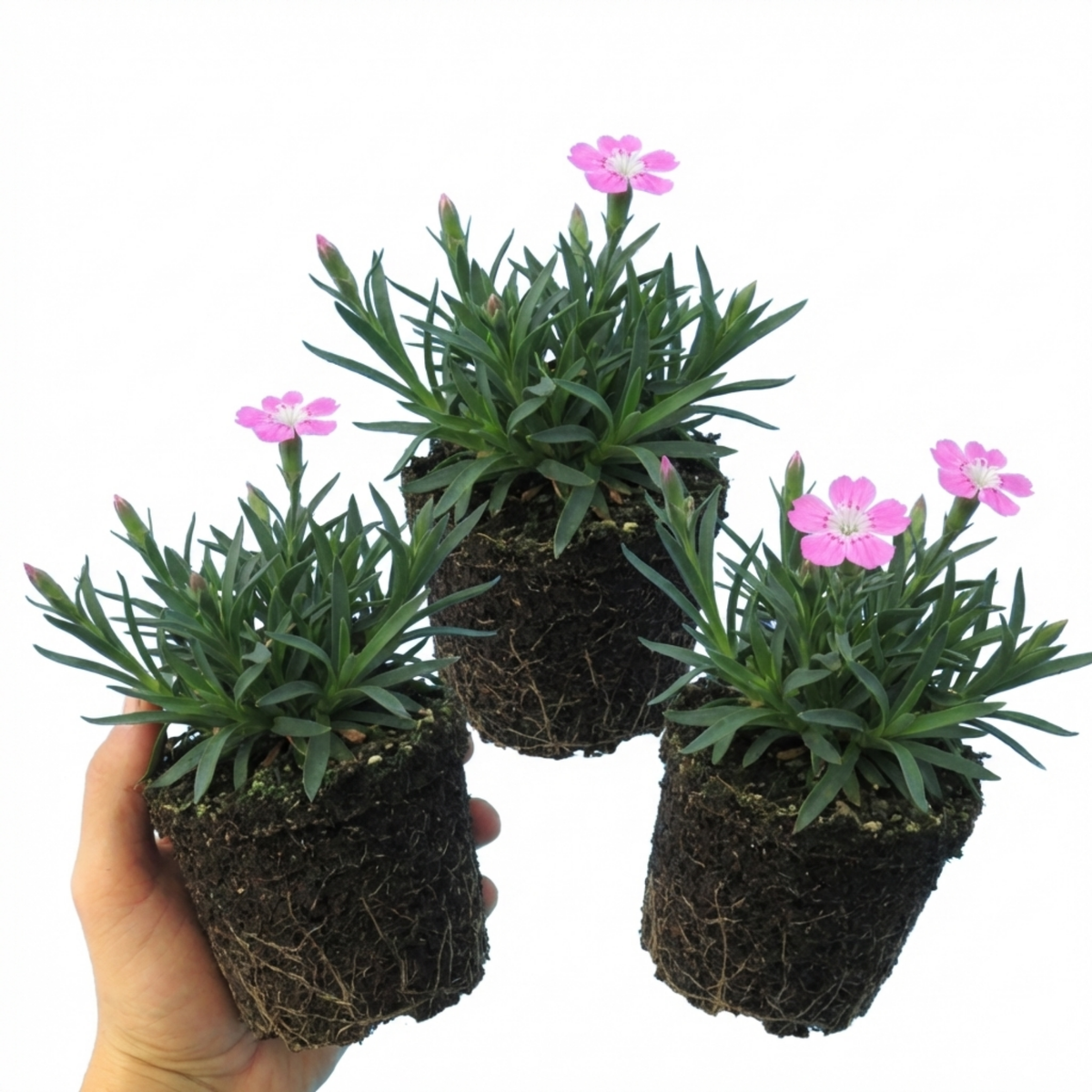 Silene Schafta Hardy Perennial Plants, Pink Flowering Ground Cover for Rockery, Litre Root Ball