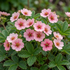 Potentilla Miss Wilmott Hardy Perennial Shrub Plants, Bee Friendly Summer Flowering, Outdoor Garden Ready, 1 Litre Root-Ball