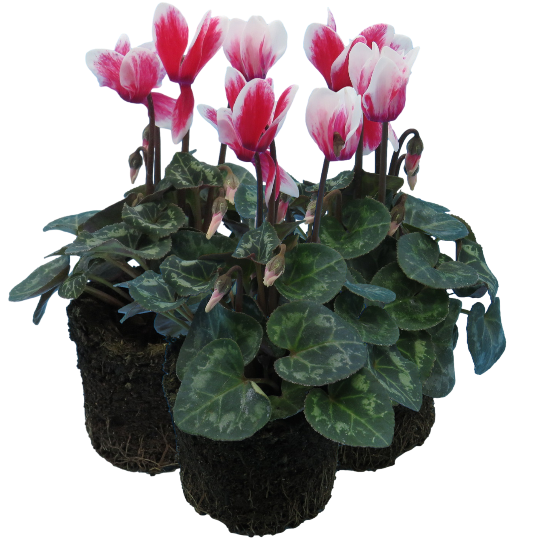 Cyclamen Flame Red | 3 or 6 1L Pots