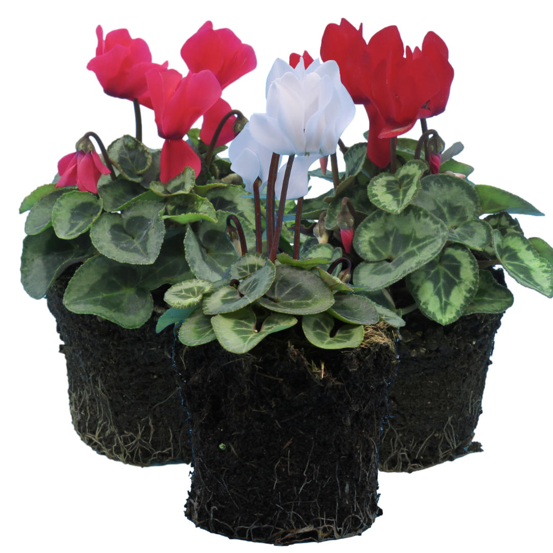 Cyclamen Silver Leaf Mix | 3 or 6 1L Pots