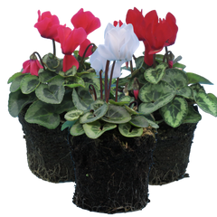 Cyclamen Silver Leaf Mix | 3 or 6 1L Pots