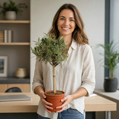 Mini Olive Tree in 1.5L Pot, 40–50cm, Nursery Pots