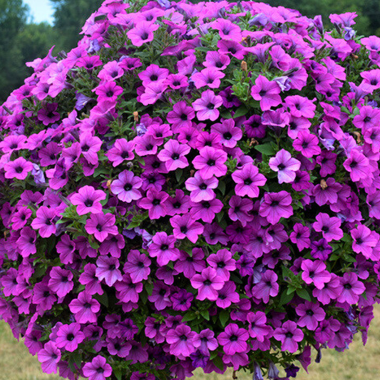 Petunia Dekko Deep Lavender Vein | 3 or 6 1L Pots