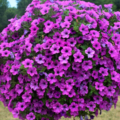 Petunia Dekko Deep Lavender Vein | 3 or 6 1L Pots