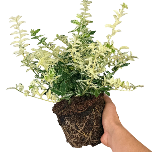 Euonymus Harlequin