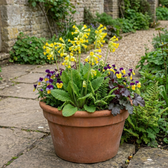 Primula veris Pure Yellow Hardy Perennial Plants, Spring Flowering, Outdoor Garden Ready, Root-Ball