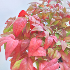 Nandina Obsessed | 3L Pot