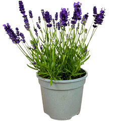 Lavender Dark Blue | 2L Pot