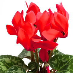 Cyclamen Scarlet | 3 or 6 1L Pots