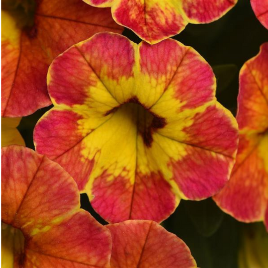 Calibrachoa Cabaret Diva Orange | 3 or 6 1L Pots