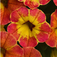 Calibrachoa Cabaret Diva Orange | 3 or 6 1L Pots