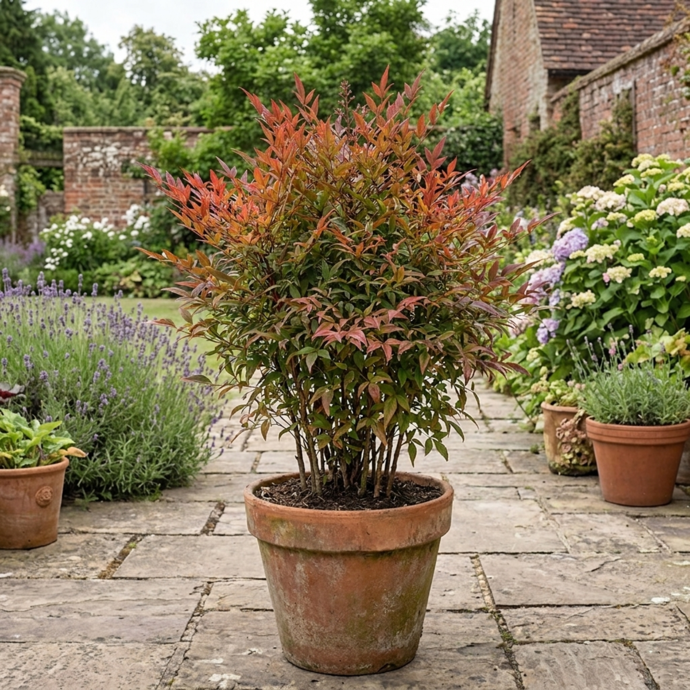 1 Nandina Gulf Stream Heavenly Bamboo, Compact Hardy Evergreen