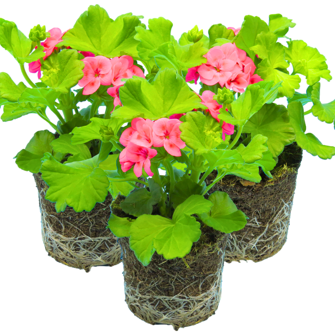 Geranium Calliope Pretty Little Pink Splash | 3 or 6 1L Pots
