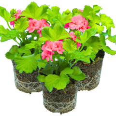 Geranium Calliope Pretty Little Pink Splash | 3 or 6 1L Pots