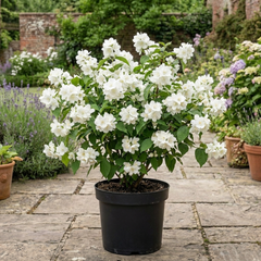 1 Philadelphus Snowbelle Mock Orange Plant, Fragrant Hardy White Flowering Garden Shrub, 3L Root-Ball