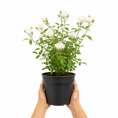 3Ltr Patio Rose Plant, White Rose Bush, Nursery Pots