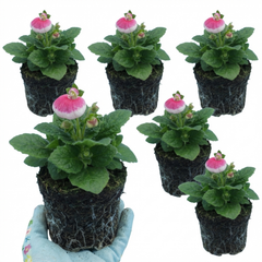 Calceolaria Calynopsis ‘Pink Bicolour’, Ready to Plant
