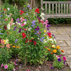 Sweet Pea Growers Colour Mix, 10.5 cm