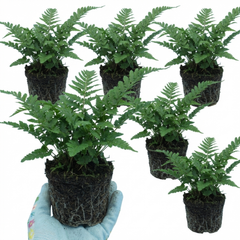 Dryopteris Linearis Polydactyla Male Fern Plants, Hardy Shade Loving Perennial Ferns, Garden Ready, 1 Litre Root-Ball